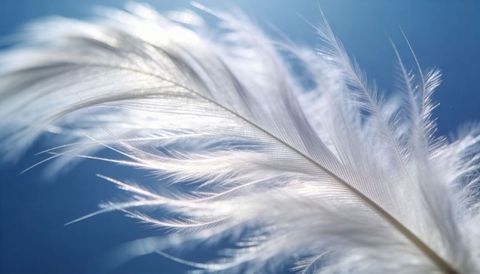 Delicate white feather floating over soft blue bokeh macro closeup ethereal texture