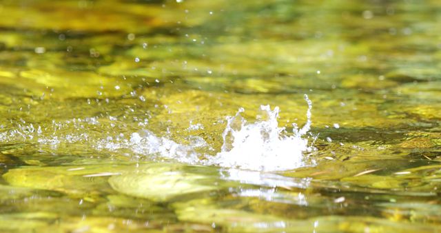 Water Splash in Shallow Stream - Download Free Stock Images Pikwizard.com