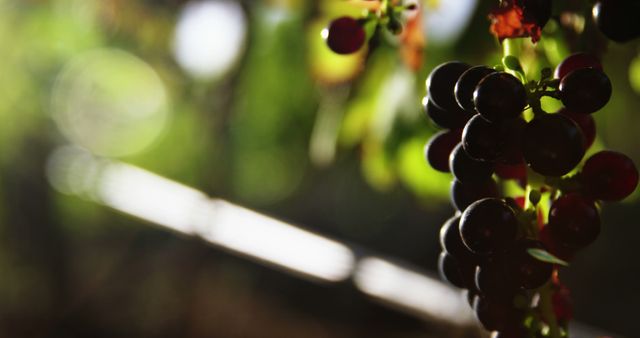 Showcasing a close-up of black grapes hanging from a grapevine illuminated by natural sunlight at sunset, this image is perfect for use in topics related to winemaking, vineyards, agricultural practices, and healthy eating. Suitable for blogs, marketing materials promoting organic farming, or articles on grape cultivation.
