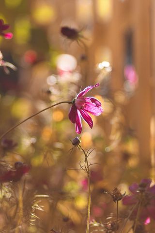 Pink cosmos flower bending in golden backlight, glowing bokeh, late afternoon sunlight