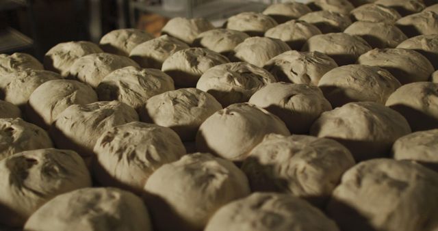 Freshly Kneaded Bread Dough Balls in Bakery - Download Free Stock Images Pikwizard.com