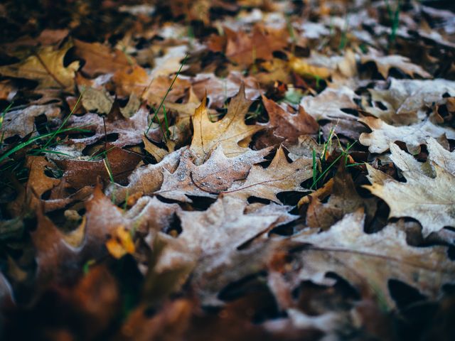 Beautiful close-up of autumn leaves lightly covered in frost, lying on the forest floor. Ideal for use in nature blogs, seasonal promotions, and background images for fall-themed projects. Conveys the chill of early winter and the beauty of changing seasons.