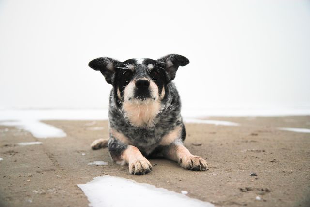 Australian cattle dog with black and white coat lying on a snowy ground. The dog appears relaxed and calm. Can be used in pet care advertisements, winter season promotions, or outdoor adventure brochures.