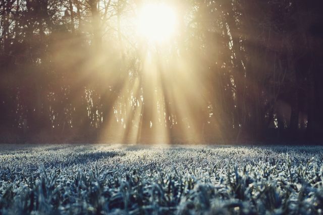 Sunlight streaming through trees onto frosty grass creates a tranquil, serene scene. Ideal for illustrating natural beauty, winter mornings, and peaceful outdoor settings. Could be used for nature-related content, seasonal advertising, or inspirational themes.