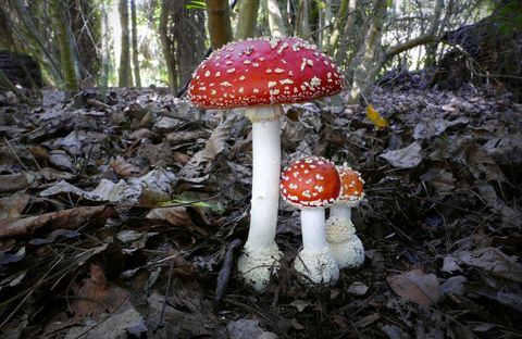 Red amanita mushrooms growing on forest floor