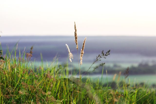 Depicts a calm and peaceful countryside environment with tall grass in the foreground and a distant blurred landscape. Perfect for use in environmental articles, nature blogs, relaxation apps, and outdoor-themed marketing materials.