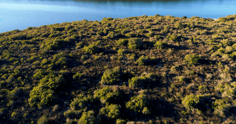 High Angle View of Lush Vegetation by Tranquil Lake on Sunny Day - Download Free Stock Videos Pikwizard.com
