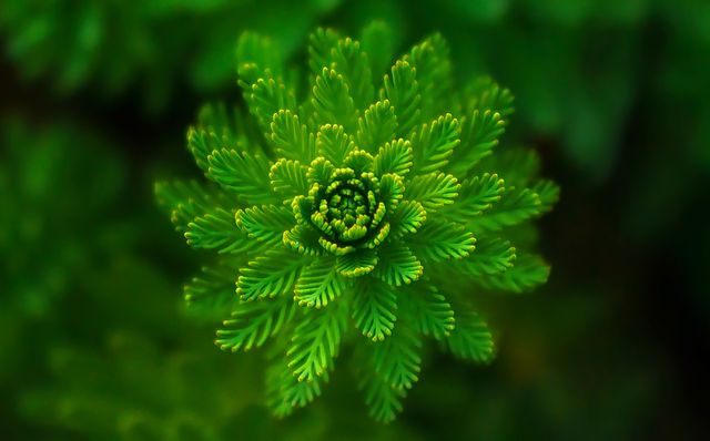 The photo emphasizes the intricate structure of the green fern’s symmetrical leaves, showcasing its natural beauty. Ideal for use in botanical studies, gardening blogs, or nature-themed projects. Can be used to illustrate concepts of plant symmetry and close-up photography techniques.