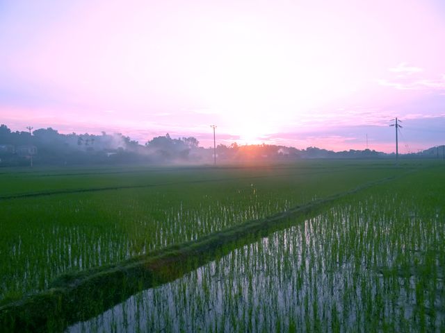 Bright morning sun casting warm light over lush green paddy field with hint of mist adding tranquility and calmness to rural landscape. Ideal for illustrating agricultural settings, rural life, and serene nature scenes in articles, websites, or advertisements promoting farming, environmental conservation, and eco-friendly living.