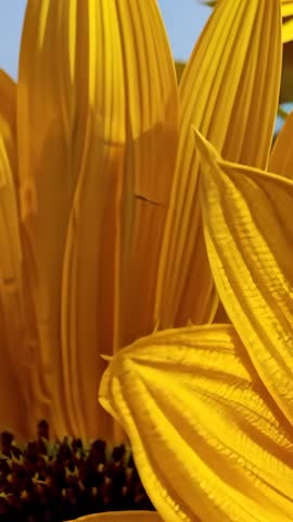Vertical video panning from sunflower petal to bloom revealing seed disk in field