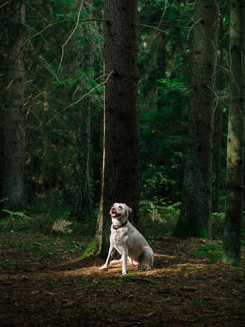 Golden Retriever dog sitting alone in forest clearing illuminated by sunlight filtering through trees. Ideal for use in natural setting themes, pet-related promotions, and outdoor adventure content.