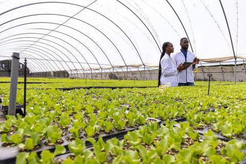 Scientists Researching Lettuce Growth in Greenhouse with Tablet