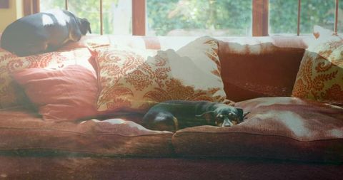 Two black dogs napping on sunlit sofa with patterned cushions
