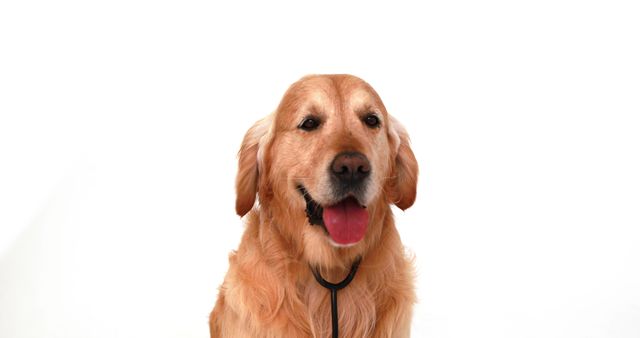 A happy golden retriever poses against a white background. Its warm expression and shiny coat suggest a well-cared-for pet.