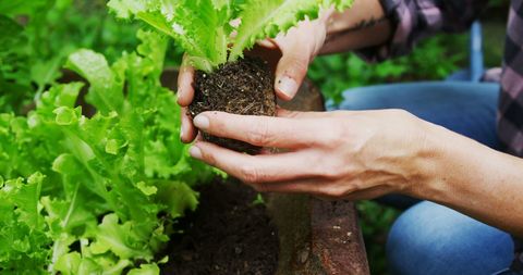 Woman Gardening with Lettuce Seedlings for Healthy Urban Life - Download Free Stock Images Pikwizard.com