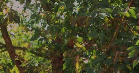 Interplay of Data and Nature with Leafy Background