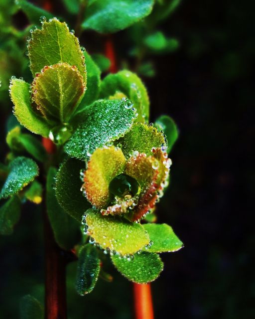 Close-up of Dew-Kissed Green Leaves - Download Free Stock Photos Pikwizard.com