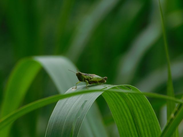 Tiny grasshopper perching on green leaf in natural outdoor environment. Useful for illustrating concepts related to insect life, natural habitat, and the beauty of nature. Can be used in educational content, environmental campaigns, or as background imagery.