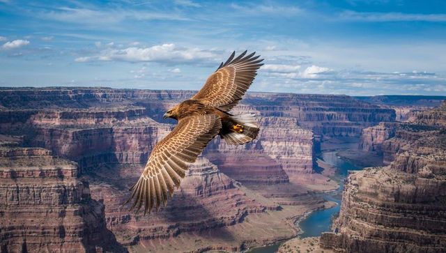 Soaring golden eagle with leg band gliding over sunlit grand canyon and colorado river