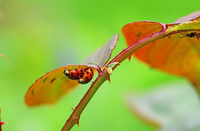 Ladybugs Mating on Thorny Rose Branch with Blurred Green Background - Download Free Stock Photos Pikwizard.com