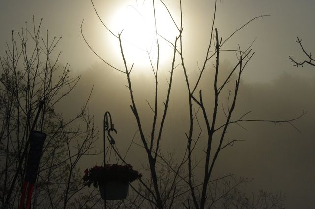 Sunrise with mist creates serene atmosphere highlighted by bare trees and hanging plant, silhouettes contribute to the tranquil mood. Ideal for themes on peaceful mornings, nature's beauty, seasonal changes, and serene landscapes.