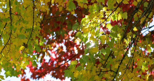 Bright autumn leaves in red, yellow, and green showcasing the beautiful colors of the season with sunlight filtering through the tree branches. Perfect for use in themes related to nature, seasonal changes, fall promotions, outdoor activities, and environmental awareness campaigns.