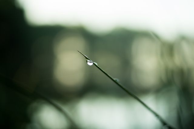 Close-up of Dew Drop on Grass Blade in Natural Setting - Download Free Stock Photos Pikwizard.com