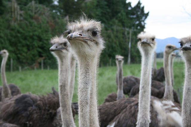 Group of ostriches is standing closely together in field of grass. Green foliage and trees provide natural backdrop. Perfect for nature conservation, wildlife articles, outdoor magazines, and educational content on bird species and their habitats.