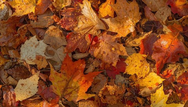Damp fallen maple leaves covering ground close-up, autumn leaf litter texture