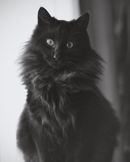 Black long-haired cat sitting with monochrome color scheme and soft focus, showcasing its fur and eyes. Ideal for pet-related blogs, monochrome photography collections, cat care articles, and interior decoration ideas.