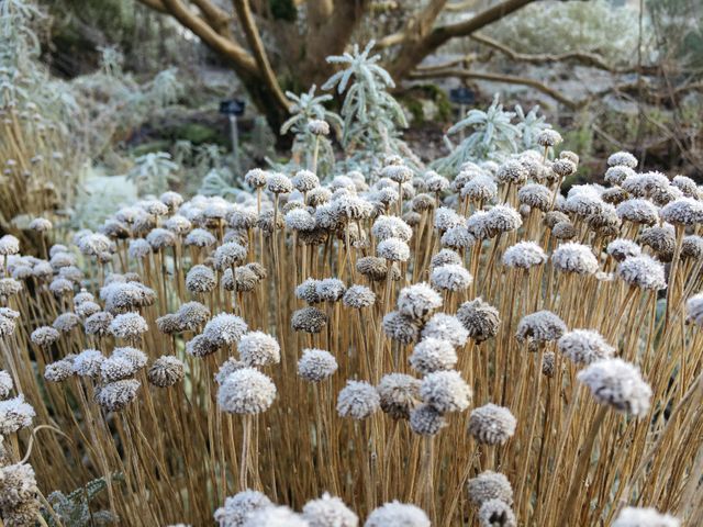 Frost-Covered Dried Flowers in Winter Garden - Download Free Stock Photos Pikwizard.com