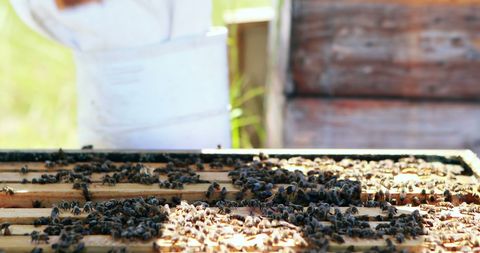 Beekeeper handling hive frame in sunlit apiary