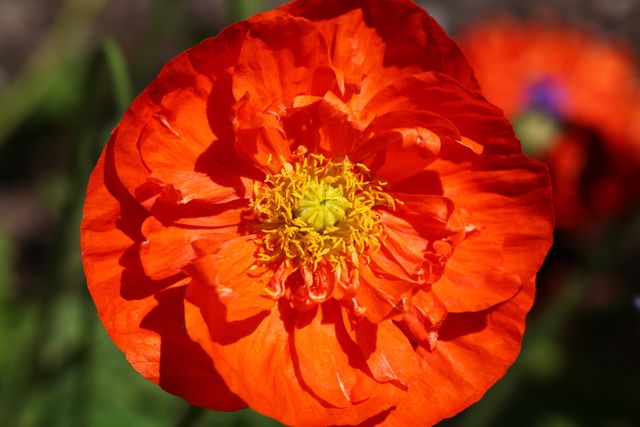 Close-up view of a vibrant orange poppy flower in full bloom displaying intricate details of the petals and center. The bright color contrasts beautifully with the blurred green background, making it perfect for nature-focused content, gardening blogs, floral arrangement advertisements, and botanical studies.