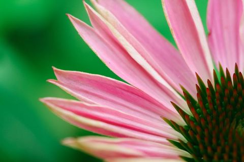 Macro pink echinacea petals blooming against soft green bokeh background for botanical design