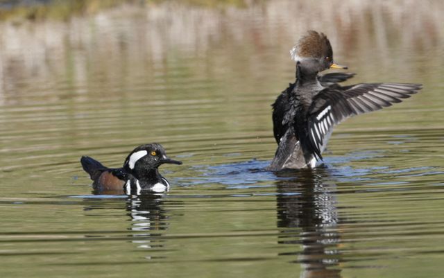 CAPE CANAVERAL, Fla. –   Near NASA's Kennedy Space Center in Florida, on a pond in the Merritt island National Wildlife Refuge, a male hooded Merganser duck swims with a female (right) who is stretching her wings. The Merganser's habitat includes wooded ponds, lakes and rivers.  They are most often seen along rivers and estuaries during the fall and winter.  They feed chiefly on small fish, which they pursue in long, rapid, underwater dives, and also frogs and aquatic insects. The center shares a boundary with the refuge that includes salt-water estuaries, brackish marshes, hardwood hammocks and pine flatwoods.  The diverse landscape provides habitat for more than 310 species of birds, 25 mammals, 117 fishes and 65 amphibians and reptiles.   Photo credit: NASA/Jim Grossmann