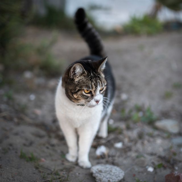 A white and black cat is exploring outdoors. The cat appears curious, with a keen interest in its surroundings. Ideal for articles on pet care, feline behavior, or nature and animal themes. Useful for sharing on social media platforms to engage cat lovers and animal enthusiasts.