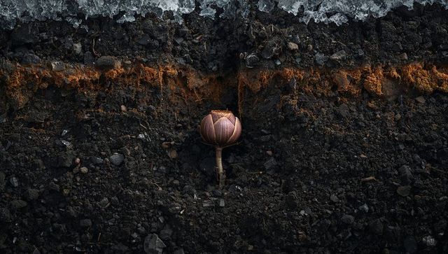 Dried seed pod resting in soil cross-section revealing frost-tipped surface and root layer