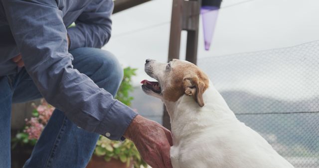 Midsection of caucasian senior man petting his dog on terrace - Download Free Stock Photos Pikwizard.com
