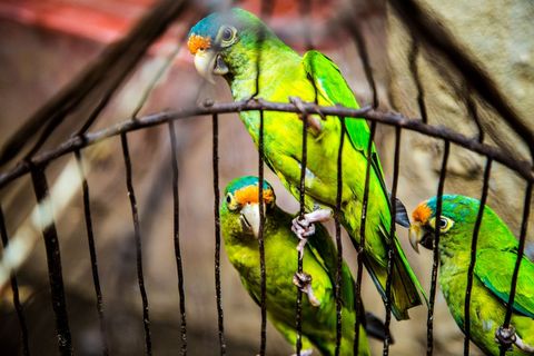 Three green parrots perched on cage wires show playful interaction