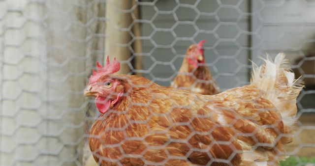 Close up of two hens behind fence on farm. homesteading, healthy lifestyle on organic farm in the countryside.