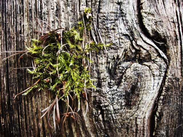 Close-up of green moss growing on old weathered wooden surface, showcasing natural rustic texture and detail. Ideal for nature-themed projects, backgrounds, environmental articles, decoration ideas, and natural design elements.