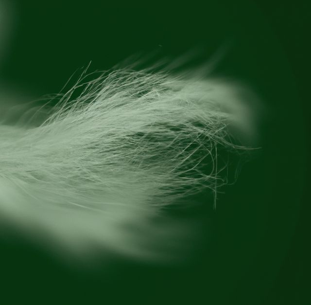 Image of close up of white wisp on green background. Wisp, shape, colour and pattern concept.