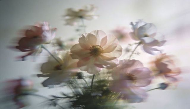 Pastel cosmos bouquet glowing with soft bokeh, motion blur and ethereal daylight