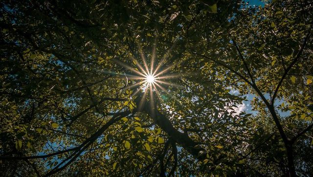 Sunburst Through Woodland Canopy Creating Starburst Rays and Dappled Backlit Foliage