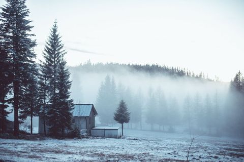 Tranquil Winter Mist Over Snow-Covered Forest Landscape