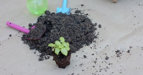 Planting basil seedling with colorful garden trowels and potting soil on kraft paper