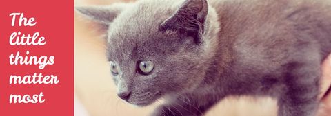 Adorable Grey Kitten Promoting Mindfulness and Innocence - Download Free Stock Templates Pikwizard.com