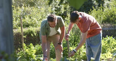 Man and teenager working together in backyard vegetable garden planting and tending