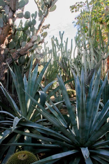 Diverse range of succulents and cacti set among lush foliage typical of desert environments. Use in botanical studies, gardening guides, nature-themed blogs, and environmental conservation articles.