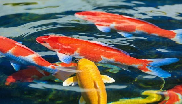 Sunlit koi carp swimming garden pond red orange yellow blue reflections closeup